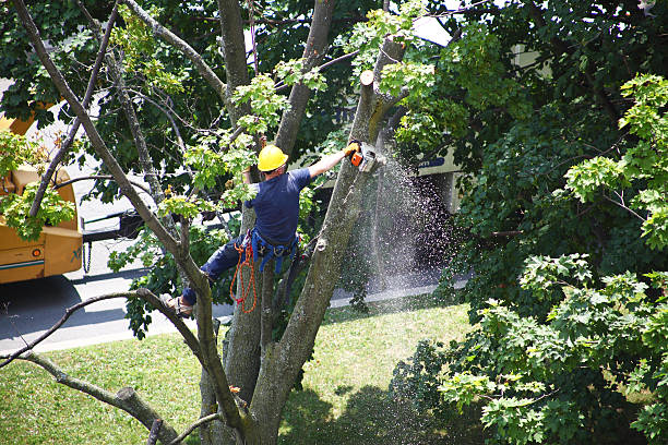 How Our Tree Care Process Works  in  Pottstown, PA